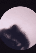 raccoon-dancing-pfp.gif