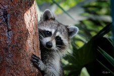 okeeheelee-nature-center-bandit-the-raccoon-getting-a-better-view-ronald-reid.jpg