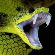 Snakebite