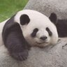 FluffyPanda333