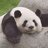 FluffyPanda333